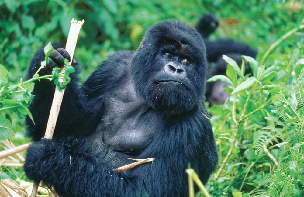 Guide to Gorilla Trekking in Africa
