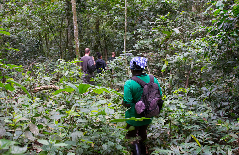 Gorilla Safaris: Once-in-Lifetime Wild Experience